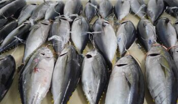 Ikan Tuna / Dok Kementerian Kelautan dan Perikanan