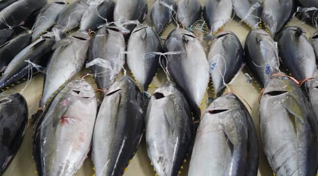 Ikan Tuna / Dok Kementerian Kelautan dan Perikanan