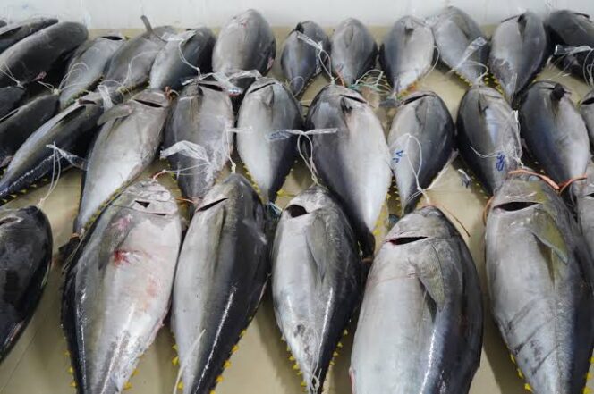 
					Ikan Tuna / Dok Kementerian Kelautan dan Perikanan