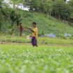 Rante, salah satu petani sayur di Kampung Koya Koso, Kota Jayapura, Papua saat melakukan pemupukan. Berkat adanya pupuk subsidi, petani sayur di sini bisa meraup keuntungan tiga kali lipat dari biasanya. Untuk sayur kangkung, pemupukan dilakukan satu kali dalam masa panen, Kamis (27/2/2025). Erianto / Euforia.