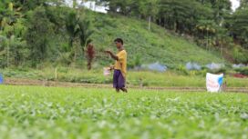 Rante, salah satu petani sayur di Kampung Koya Koso, Kota Jayapura, Papua saat melakukan pemupukan. Berkat adanya pupuk subsidi, petani sayur di sini bisa meraup keuntungan tiga kali lipat dari biasanya. Untuk sayur kangkung, pemupukan dilakukan satu kali dalam masa panen, Kamis (27/2/2025). Erianto / Euforia.