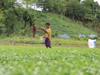 Rante, salah satu petani sayur di Kampung Koya Koso, Kota Jayapura, Papua saat melakukan pemupukan. Berkat adanya pupuk subsidi, petani sayur di sini bisa meraup keuntungan tiga kali lipat dari biasanya. Untuk sayur kangkung, pemupukan dilakukan satu kali dalam masa panen, Kamis (27/2/2025). Erianto / Euforia.