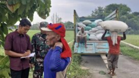 Tampak petani sedang mengangkut gabah / dok Bulog.co.id
