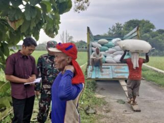 Tampak petani sedang mengangkut gabah / dok Bulog.co.id