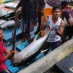 Nelayan sedang mengangkut hasil tangkapan - dok KKP