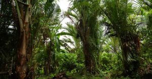Hutan Sagu - dok Econusa