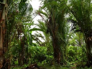 Hutan Sagu - dok Econusa