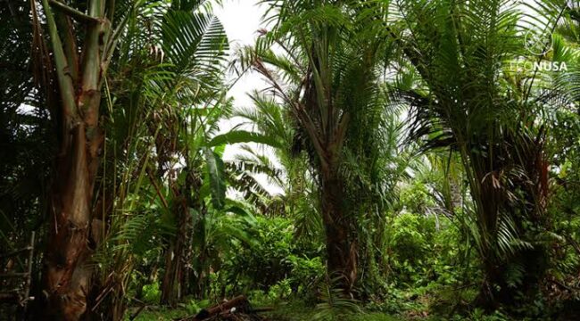 Hutan Sagu - dok Econusa