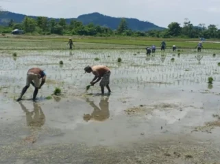 dok BRMP Papua