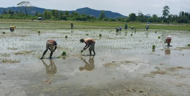 dok BRMP Papua