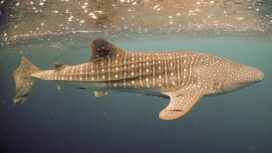 Individu ini kehilangan sirip atas dan bawah pada sirip ekor, namun tetap mampu nbertahan hidup di habitat aslinya. Dok.Konservasi Indonesia/Abdi Hasan