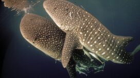 Momen langka, dua hiu paus melakukan vertical feeding bersamaan. Foto diambil saat riset di Teluk Cenderawasih, September 2021. Dok.Konservasi Indonesia/Abdi Hasan