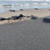 Tampak tukik-tukik yang sedang berjuang menuju habitatnya di Pesisir Pantai Skouw Yambe / Euforia.id 