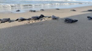 Tampak tukik-tukik yang sedang berjuang menuju habitatnya di Pesisir Pantai Skouw Yambe / Euforia.id 