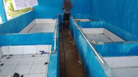 Konservasi Penyu di Kampung Yewena / dok BBKSDA Papua