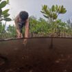 Salah satu anak di pesisir Teluk Youtefa saat merawat dan menanam bibit Mangrove di Hutan Perempuan. PLN ikut berperan dalam menjaga kelestarian Hutan Perempuan dengan penanaman 1000 bibit pohon di Hutan Perempuan pada tahun 2024 silam. (Euforia.id/ERIANTO)