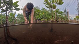 Salah satu anak di pesisir Teluk Youtefa saat merawat dan menanam bibit Mangrove di Hutan Perempuan. PLN ikut berperan dalam menjaga kelestarian Hutan Perempuan dengan penanaman 1000 bibit pohon di Hutan Perempuan pada tahun 2024 silam. (Euforia.id/ERIANTO)