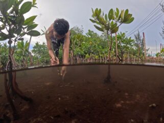 Salah satu anak di pesisir Teluk Youtefa saat merawat dan menanam bibit Mangrove di Hutan Perempuan. PLN ikut berperan dalam menjaga kelestarian Hutan Perempuan dengan penanaman 1000 bibit pohon di Hutan Perempuan pada tahun 2024 silam. (Euforia.id/ERIANTO)