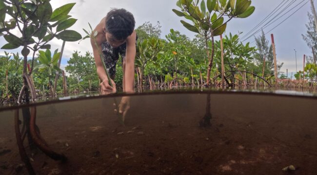 Salah satu anak di pesisir Teluk Youtefa saat merawat dan menanam bibit Mangrove di Hutan Perempuan. PLN ikut berperan dalam menjaga kelestarian Hutan Perempuan dengan penanaman 1000 bibit pohon di Hutan Perempuan pada tahun 2024 silam. (Euforia.id/ERIANTO)