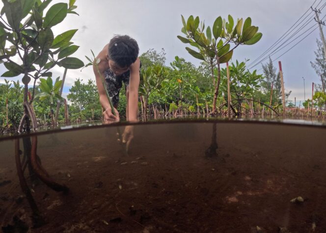 
					Salah satu anak di pesisir Teluk Youtefa saat merawat dan menanam bibit Mangrove di Hutan Perempuan. PLN ikut berperan dalam menjaga kelestarian Hutan Perempuan dengan penanaman 1000 bibit pohon di Hutan Perempuan pada tahun 2024 silam. (Euforia.id/ERIANTO)
