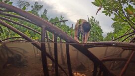 Menanam Bibit Mangrove / Erianto