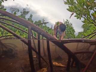 Menanam Bibit Mangrove / Erianto