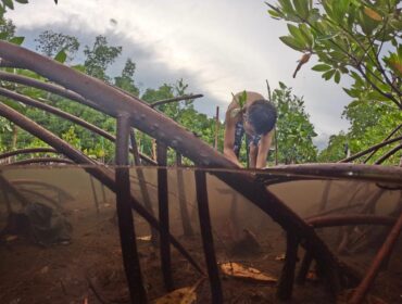 Menanam Bibit Mangrove / Erianto