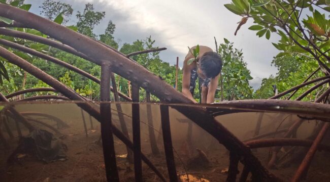 Menanam Bibit Mangrove / Erianto