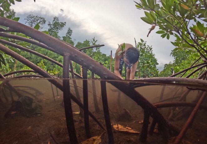 Menanam Bibit Mangrove / Erianto
