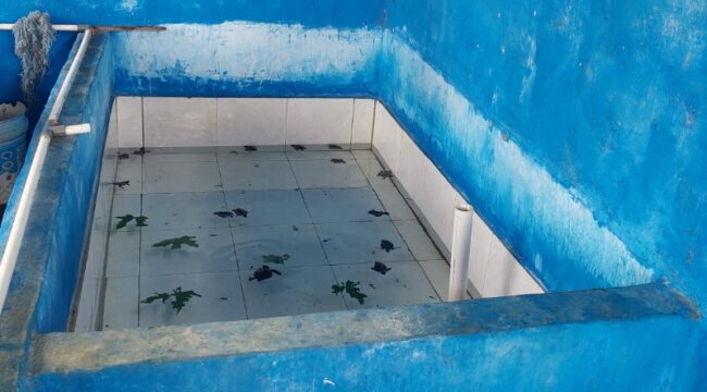 Tampak tukik yang sedang ditampung di bak penampungan Kelompok Markisi Nung Yewena - Doromena sebelum dilepasliarkan / Euforia.id