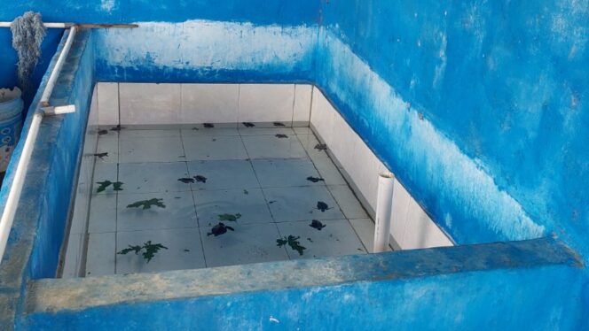 
					Tampak tukik yang sedang ditampung di bak penampungan Kelompok Markisi Nung Yewena - Doromena sebelum dilepasliarkan / Euforia.id