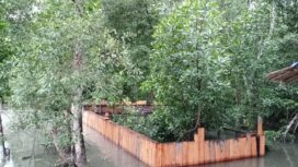Konservasi hutan bakau di Kampung Mayaghaido, Waropen