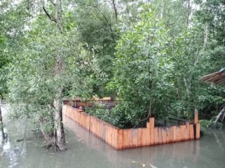 Konservasi hutan bakau di Kampung Mayaghaido, Waropen