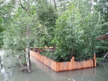 Konservasi hutan bakau di Kampung Mayaghaido, Waropen