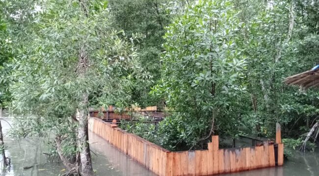 Konservasi hutan bakau di Kampung Mayaghaido, Waropen