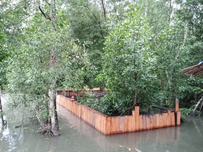 
					Konservasi hutan bakau di Kampung Mayaghaido, Waropen