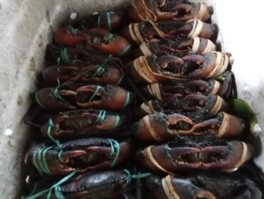 Kepiting bakau dari Waropen 