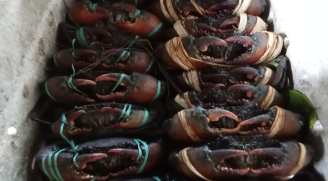 Kepiting bakau dari Waropen 