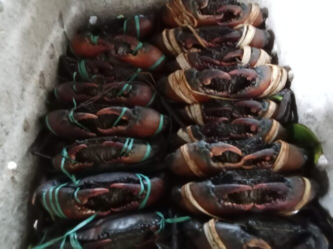 
					Kepiting bakau dari Waropen 