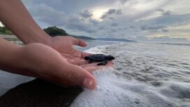 Proses pelepasan tukik di Pantai Doromena / Erianto