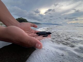 Proses pelepasan tukik di Pantai Doromena / Erianto