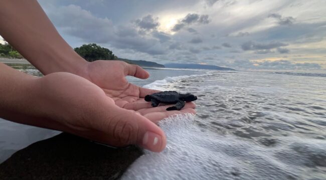 Proses pelepasan tukik di Pantai Doromena / Erianto