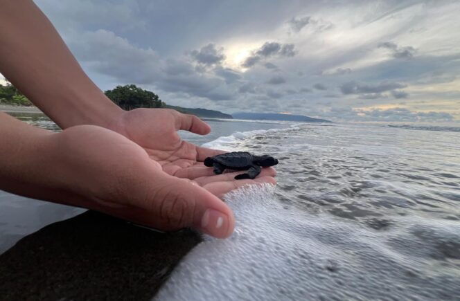 
					Proses pelepasan tukik di Pantai Doromena / Erianto