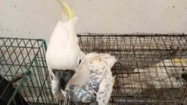 Burung kakatua termasuk satwa yang dilindungi / gakkum kehutanan