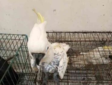 Burung kakatua termasuk satwa yang dilindungi / gakkum kehutanan