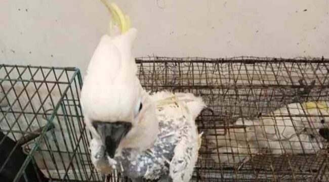 Burung kakatua termasuk satwa yang dilindungi / gakkum kehutanan