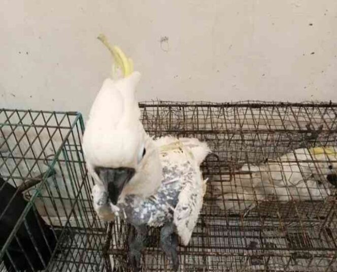 
					Burung kakatua termasuk satwa yang dilindungi / gakkum kehutanan