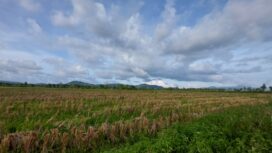 Lahan Sawah Padi yang baru saja dipanen di Koya Timur, Muara Tami, Kota Jayapura / Euforia.id