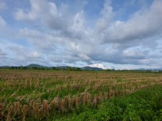 Lahan Sawah Padi yang baru saja dipanen di Koya Timur, Muara Tami, Kota Jayapura / Euforia.id