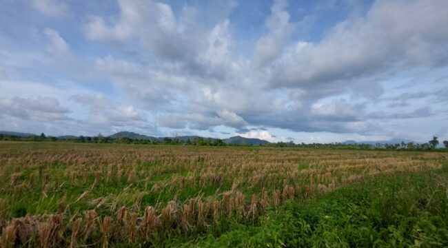 Lahan Sawah Padi yang baru saja dipanen di Koya Timur, Muara Tami, Kota Jayapura / Euforia.id